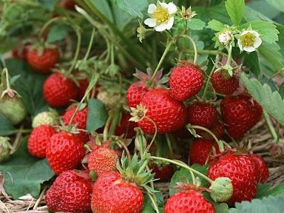 Strawberry Mashenka Descriere varietate, comentarii