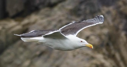 Квочка (larus fuscus) - птиці європейської частини Росії