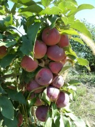 Colonoide soiuri de mere - fotografii, plantare și îngrijire, avantaj și dezavantaje ale soiurilor