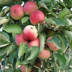 Colonoide soiuri de mere - fotografii, plantare și îngrijire, avantaj și dezavantaje ale soiurilor
