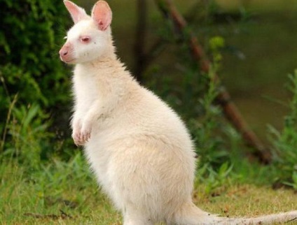 Contactați Zoo White Kangaroo descriere, caracteristici și recenzii