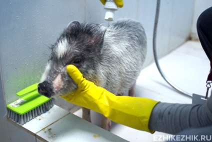 Contactați grădina zoologică din Moscova, unde să-i înghițiți pe lemur, raton, iepure