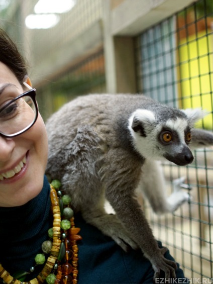 Contactați grădina zoologică din Moscova, unde să-i înghițiți pe lemur, raton, iepure