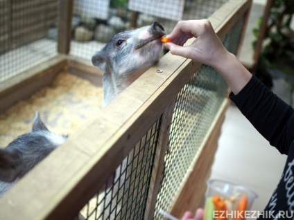 Contactați grădina zoologică din Moscova, unde să-i înghițiți pe lemur, raton, iepure