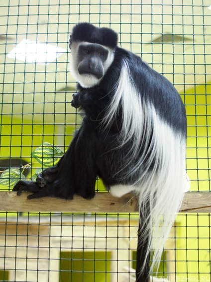 Contactați grădina zoologică din Moscova, unde să-i înghițiți pe lemur, raton, iepure
