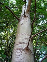 Aspen coaja cu giardiasis retete medicinale