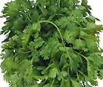 Coriander (cilantro, kinza) - meniu on-line - rețete cu fotografie