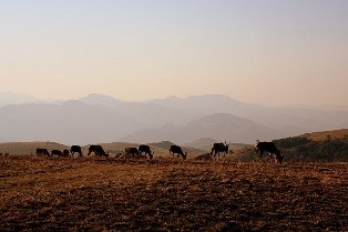 Королівство свазіленд