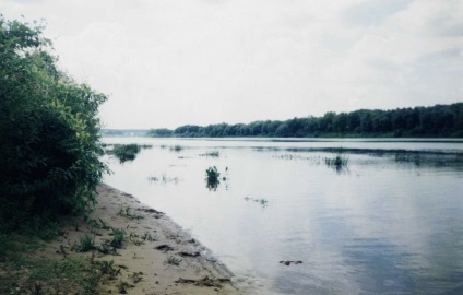 Pisica captează pește în baie