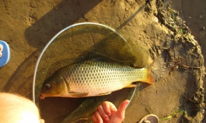 Pisica captează pește în baie