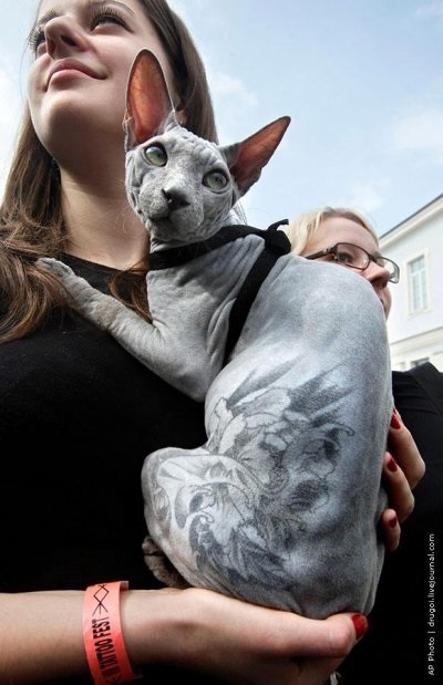 Pisica cu un tatuaj