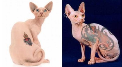 Pisica cu un tatuaj