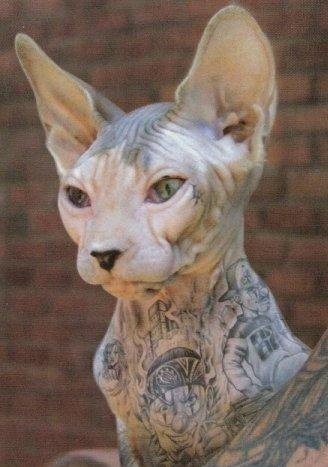 Cat tetoválással