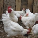 Keres vegyes takarmányt a csirkék részére - vásároljon vegyes takarmányt csibék részére nagykereskedelmi ár bruttó áron