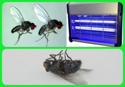Lampa-flycatcher funcționează dintr-o rețea electrică, tehnologie absolut ecologică, în condiții de siguranță