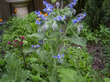 Plante medicinale