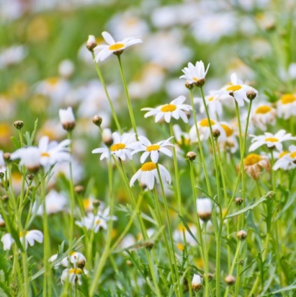 Plante medicinale