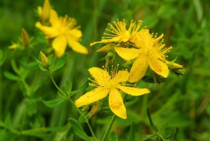 Plante medicinale