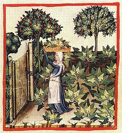 Spanac de plante medicinale