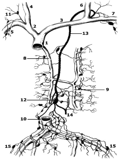 Sistemul limfatic