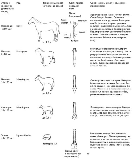 Călăreți - evoluția calului