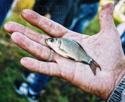 Pescuit cu spinning pe zhivtsa echiparea tije de pescuit și a metodelor de pescuit