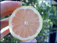 A legjobb citrusfajta a kezdőknek
