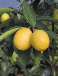 A legjobb citrusfajta a kezdőknek