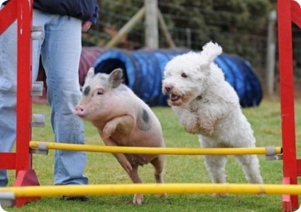 Louis este un porc care se consideră el câine