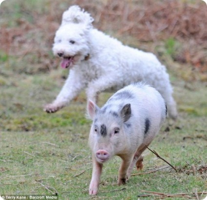 Louis este un porc care se consideră el câine