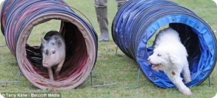 Louis este un porc care se consideră el câine