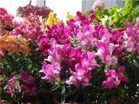 Snapdragon - cultivare, îngrijire, reproducere