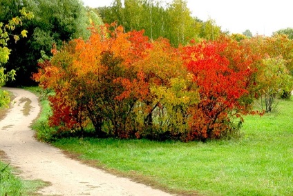 Lublin Park de cultură și de agrement, Lublin Park fotografie cum să obțineți