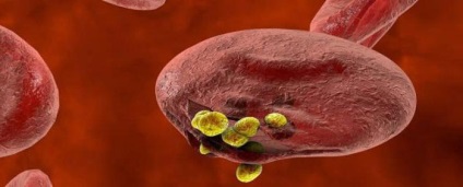 Plasmodium malarial ciclu de viață, caracteristici de dezvoltare și de organizare