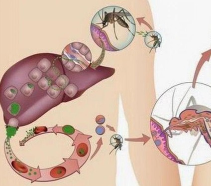 Plasmodium malariális életciklus, a fejlődés és a szervezet jellemzői