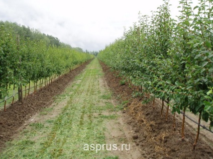 Mamontov, rezultatele căutării, apiapm