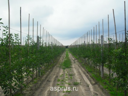 Mamontov, rezultatele căutării, apiapm