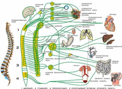 Makhneva irina - pagini - terapia yoga - tratamentul bolilor (patologii evidente și forme latente