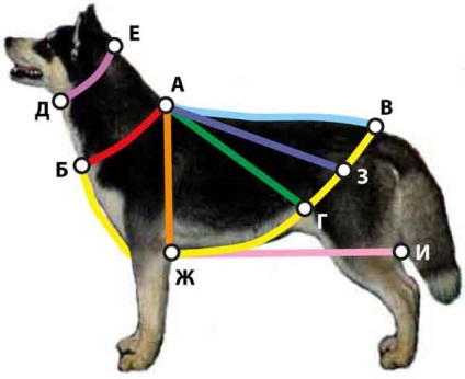 Măsurăm câinele cu un clei de călărie