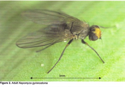 Minimizarea muștelor - insecte mici, dar foarte voroase