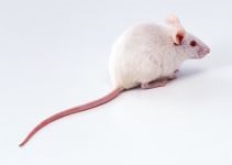 Mouse, mouse, întreținere, grijă de captivitate, comunitate, complot, etichetare, descendență, sarcină, șoarece