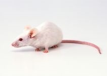 Mouse, mouse, întreținere, grijă de captivitate, comunitate, complot, etichetare, descendență, sarcină, șoarece