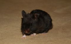 Mouse, mouse, întreținere, grijă de captivitate, comunitate, complot, etichetare, descendență, sarcină, șoarece