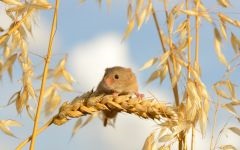 Mouse, mouse, întreținere, grijă de captivitate, comunitate, complot, etichetare, descendență, sarcină, șoarece