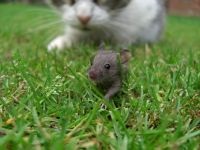 Mouse, mouse, întreținere, grijă de captivitate, comunitate, complot, etichetare, descendență, sarcină, șoarece