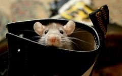 Mouse, mouse, întreținere, grijă de captivitate, comunitate, complot, etichetare, descendență, sarcină, șoarece