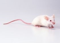 Mouse, mouse, întreținere, grijă de captivitate, comunitate, complot, etichetare, descendență, sarcină, șoarece