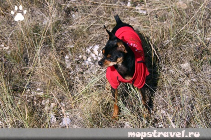 Modele de haine pentru câini, toate despre călătorie cu animale