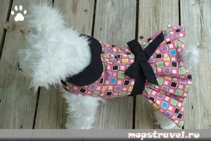 Модели на дрехи за кучета, всичко за пътуване с животни