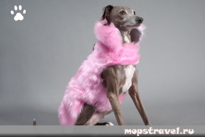 A kutyák ruháinak modellek, amelyek az állatokkal való utazásról szólnak
